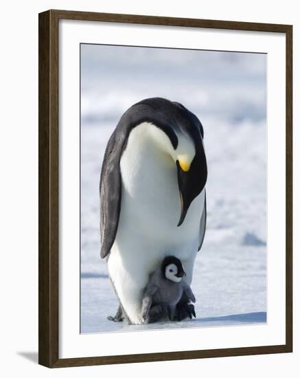 Emperor Penguin (Aptenodytes Forsteri) and Chick, Snow Hill Island, Weddell Sea, Antarctica-Thorsten Milse-Framed Photographic Print