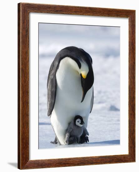 Emperor Penguin (Aptenodytes Forsteri) and Chick, Snow Hill Island, Weddell Sea, Antarctica-Thorsten Milse-Framed Photographic Print