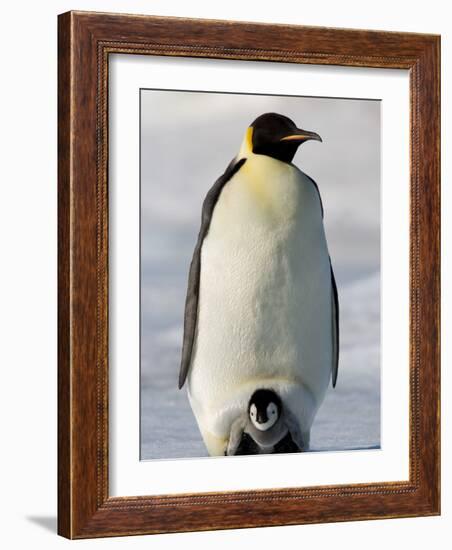 Emperor Penguin (Aptenodytes Forsteri) and Chick, Snow Hill Island, Weddell Sea, Antarctica-Thorsten Milse-Framed Photographic Print