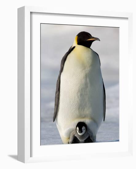 Emperor Penguin (Aptenodytes Forsteri) and Chick, Snow Hill Island, Weddell Sea, Antarctica-Thorsten Milse-Framed Photographic Print