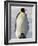 Emperor Penguin (Aptenodytes Forsteri) and Chick, Snow Hill Island, Weddell Sea, Antarctica-Thorsten Milse-Framed Photographic Print