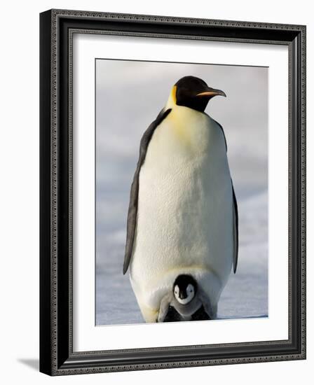 Emperor Penguin (Aptenodytes Forsteri) and Chick, Snow Hill Island, Weddell Sea, Antarctica-Thorsten Milse-Framed Photographic Print