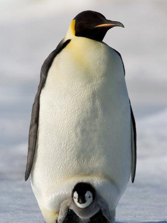 Emperor Penguin (Aptenodytes Forsteri) and Chick, Snow Hill Island, Weddell  Sea, Antarctica' Photographic Print - Thorsten Milse | Art.com