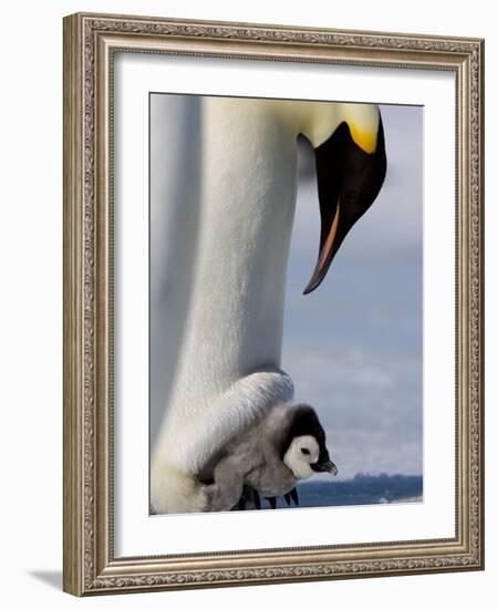 Emperor Penguin (Aptenodytes Forsteri) and Chick, Snow Hill Island, Weddell Sea, Antarctica-Thorsten Milse-Framed Photographic Print