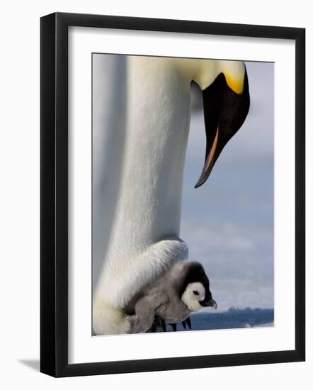 Emperor Penguin (Aptenodytes Forsteri) and Chick, Snow Hill Island, Weddell Sea, Antarctica-Thorsten Milse-Framed Photographic Print