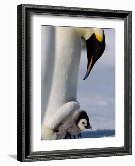 Emperor Penguin (Aptenodytes Forsteri) and Chick, Snow Hill Island, Weddell Sea, Antarctica-Thorsten Milse-Framed Photographic Print