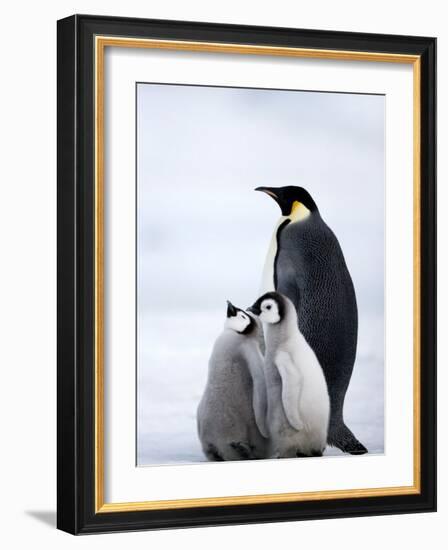 Emperor Penguin (Aptenodytes Forsteri) and Chicks, Snow Hill Island, Weddell Sea, Antarctica-Thorsten Milse-Framed Photographic Print