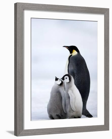 Emperor Penguin (Aptenodytes Forsteri) and Chicks, Snow Hill Island, Weddell Sea, Antarctica-Thorsten Milse-Framed Photographic Print