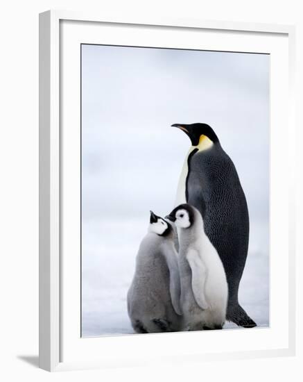 Emperor Penguin (Aptenodytes Forsteri) and Chicks, Snow Hill Island, Weddell Sea, Antarctica-Thorsten Milse-Framed Photographic Print