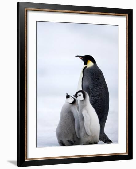 Emperor Penguin (Aptenodytes Forsteri) and Chicks, Snow Hill Island, Weddell Sea, Antarctica-Thorsten Milse-Framed Photographic Print