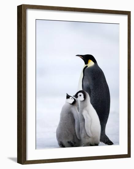 Emperor Penguin (Aptenodytes Forsteri) and Chicks, Snow Hill Island, Weddell Sea, Antarctica-Thorsten Milse-Framed Photographic Print