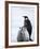 Emperor Penguin (Aptenodytes Forsteri) and Chicks, Snow Hill Island, Weddell Sea, Antarctica-Thorsten Milse-Framed Photographic Print