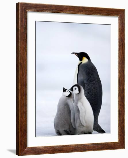 Emperor Penguin (Aptenodytes Forsteri) and Chicks, Snow Hill Island, Weddell Sea, Antarctica-Thorsten Milse-Framed Photographic Print