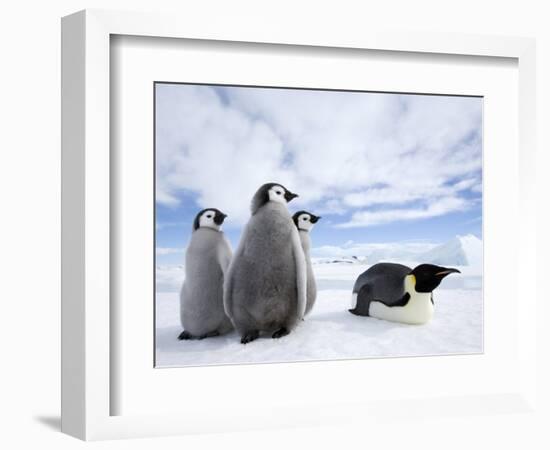 Emperor Penguin (Aptenodytes Forsteri) and Chicks, Snow Hill Island, Weddell Sea, Antarctica-Thorsten Milse-Framed Photographic Print