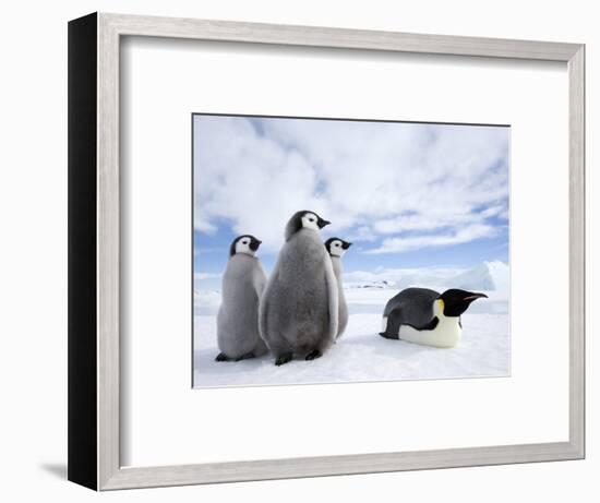 Emperor Penguin (Aptenodytes Forsteri) and Chicks, Snow Hill Island, Weddell Sea, Antarctica-Thorsten Milse-Framed Photographic Print