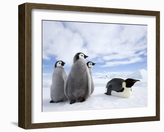 Emperor Penguin (Aptenodytes Forsteri) and Chicks, Snow Hill Island, Weddell Sea, Antarctica-Thorsten Milse-Framed Photographic Print