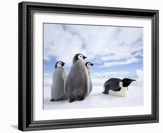 Emperor Penguin (Aptenodytes Forsteri) and Chicks, Snow Hill Island, Weddell Sea, Antarctica-Thorsten Milse-Framed Photographic Print