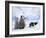 Emperor Penguin (Aptenodytes Forsteri) and Chicks, Snow Hill Island, Weddell Sea, Antarctica-Thorsten Milse-Framed Photographic Print