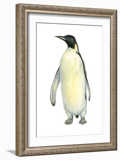 Emperor Penguin (Aptenodytes Forsteri), Birds-Encyclopaedia Britannica-Framed Art Print