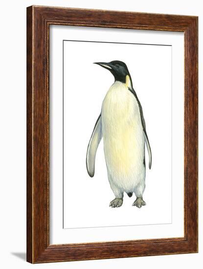 Emperor Penguin (Aptenodytes Forsteri), Birds-Encyclopaedia Britannica-Framed Art Print