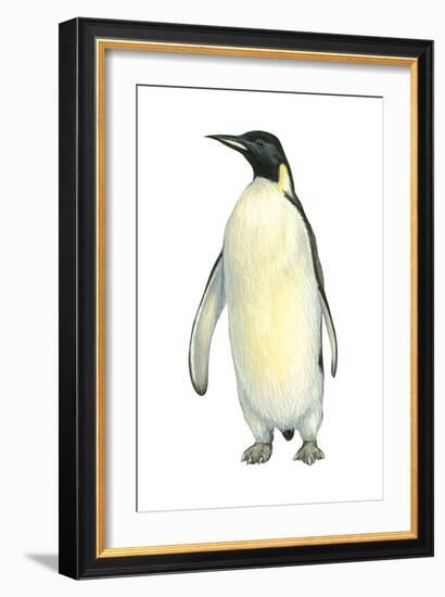 Emperor Penguin (Aptenodytes Forsteri), Birds-Encyclopaedia Britannica-Framed Art Print