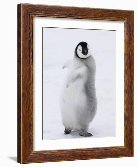 Emperor Penguin (Aptenodytes Forsteri) Chick on Ice, Snow Hill Island, Antarctica-Keren Su-Framed Photographic Print