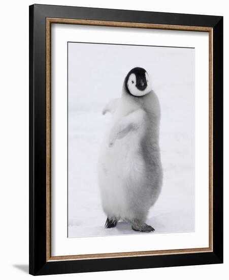 Emperor Penguin (Aptenodytes Forsteri) Chick on Ice, Snow Hill Island, Antarctica-Keren Su-Framed Photographic Print