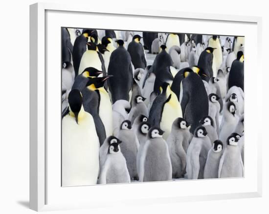 Emperor Penguin (Aptenodytes Forsteri), Chicks in Colony, Snow Hill Island, Weddell Sea, Antarctica-Thorsten Milse-Framed Photographic Print