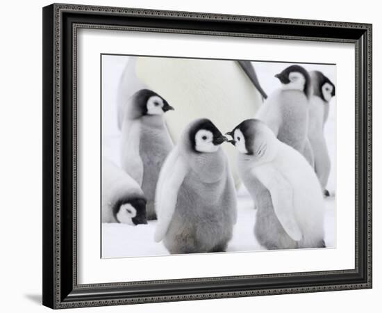 Emperor Penguin (Aptenodytes Forsteri) Chicks on Ice, Snow Hill Island, Antarctica-Keren Su-Framed Photographic Print