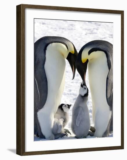 Emperor Penguin (Aptenodytes Forsteri) Chicks on Parents' Feet on Ice, Snow Hill Island, Antarctica-Keren Su-Framed Photographic Print