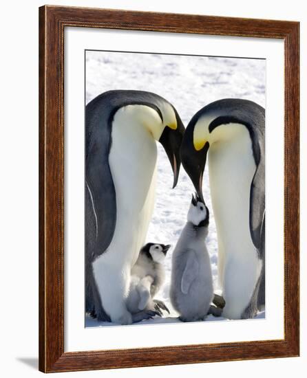 Emperor Penguin (Aptenodytes Forsteri) Chicks on Parents' Feet on Ice, Snow Hill Island, Antarctica-Keren Su-Framed Photographic Print