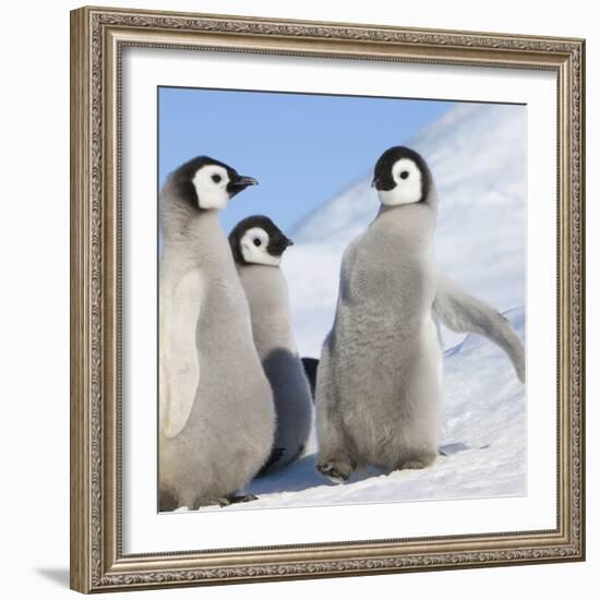 Emperor Penguin (Aptenodytes Forsteri) Parent with Chick on Ice, Snow Hill Island, Antarctica-Keren Su-Framed Photographic Print