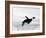 Emperor Penguin (Aptenodytes Forsteri), Snow Hill Island, Weddell Sea, Antarctica, Polar Regions-Thorsten Milse-Framed Photographic Print