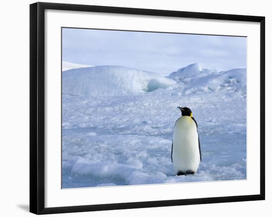 Emperor Penguin (Aptenodytes Forsteri), Snow Hill Island, Weddell Sea, Antarctica, Polar Regions-Thorsten Milse-Framed Photographic Print