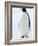 Emperor Penguin (Aptenodytes Forsteri), Snow Hill Island, Weddell Sea, Antarctica, Polar Regions-Thorsten Milse-Framed Photographic Print