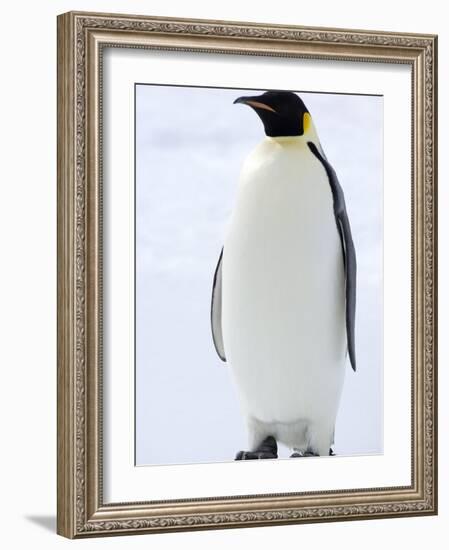 Emperor Penguin (Aptenodytes Forsteri), Snow Hill Island, Weddell Sea, Antarctica, Polar Regions-Thorsten Milse-Framed Photographic Print