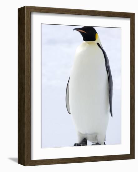 Emperor Penguin (Aptenodytes Forsteri), Snow Hill Island, Weddell Sea, Antarctica, Polar Regions-Thorsten Milse-Framed Photographic Print