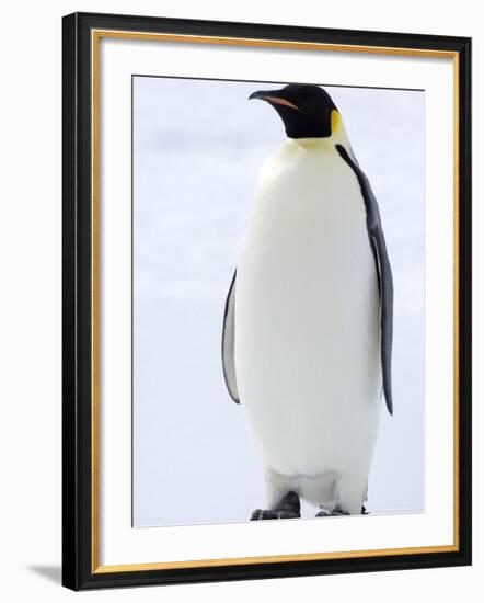 Emperor Penguin (Aptenodytes Forsteri), Snow Hill Island, Weddell Sea, Antarctica, Polar Regions-Thorsten Milse-Framed Photographic Print