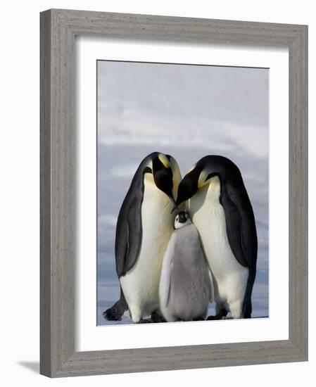 Emperor Penguin (Aptenodytes Forsteri), Snow Hill Island, Weddell Sea, Antarctica, Polar Regions-Thorsten Milse-Framed Photographic Print