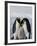 Emperor Penguin (Aptenodytes Forsteri), Snow Hill Island, Weddell Sea, Antarctica, Polar Regions-Thorsten Milse-Framed Photographic Print