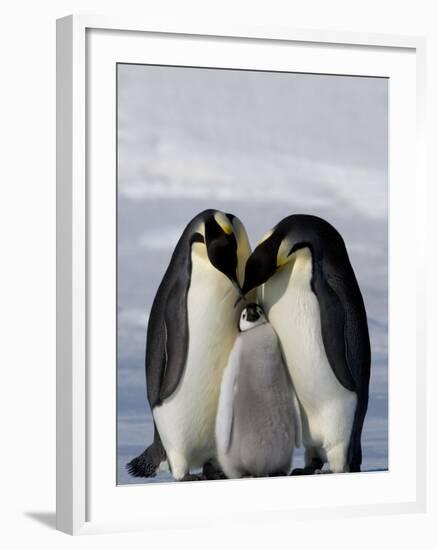 Emperor Penguin (Aptenodytes Forsteri), Snow Hill Island, Weddell Sea, Antarctica, Polar Regions-Thorsten Milse-Framed Photographic Print