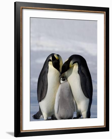 Emperor Penguin (Aptenodytes Forsteri), Snow Hill Island, Weddell Sea, Antarctica, Polar Regions-Thorsten Milse-Framed Photographic Print