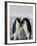 Emperor Penguin (Aptenodytes Forsteri), Snow Hill Island, Weddell Sea, Antarctica, Polar Regions-Thorsten Milse-Framed Photographic Print