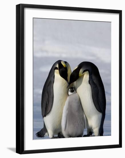 Emperor Penguin (Aptenodytes Forsteri), Snow Hill Island, Weddell Sea, Antarctica, Polar Regions-Thorsten Milse-Framed Photographic Print