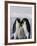 Emperor Penguin (Aptenodytes Forsteri), Snow Hill Island, Weddell Sea, Antarctica, Polar Regions-Thorsten Milse-Framed Photographic Print