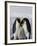 Emperor Penguin (Aptenodytes Forsteri), Snow Hill Island, Weddell Sea, Antarctica, Polar Regions-Thorsten Milse-Framed Photographic Print