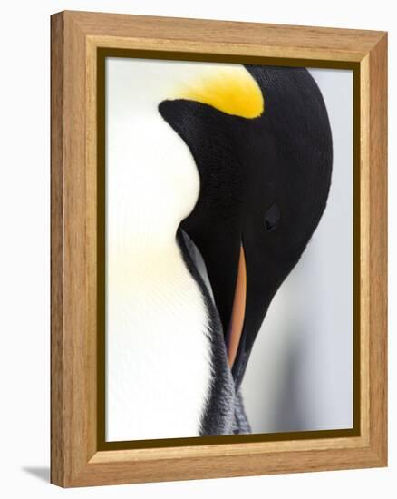 Emperor Penguin (Aptenodytes Forsteri), Snow Hill Island, Weddell Sea, Antarctica, Polar Regions-Thorsten Milse-Framed Premier Image Canvas