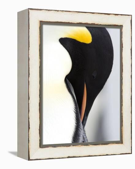 Emperor Penguin (Aptenodytes Forsteri), Snow Hill Island, Weddell Sea, Antarctica, Polar Regions-Thorsten Milse-Framed Premier Image Canvas