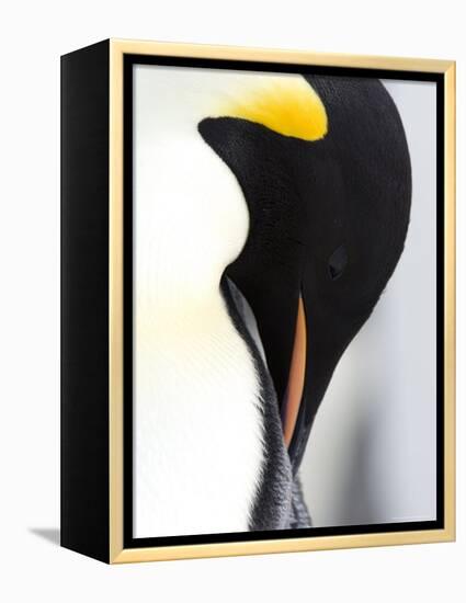 Emperor Penguin (Aptenodytes Forsteri), Snow Hill Island, Weddell Sea, Antarctica, Polar Regions-Thorsten Milse-Framed Premier Image Canvas