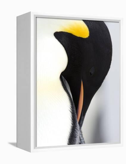 Emperor Penguin (Aptenodytes Forsteri), Snow Hill Island, Weddell Sea, Antarctica, Polar Regions-Thorsten Milse-Framed Premier Image Canvas